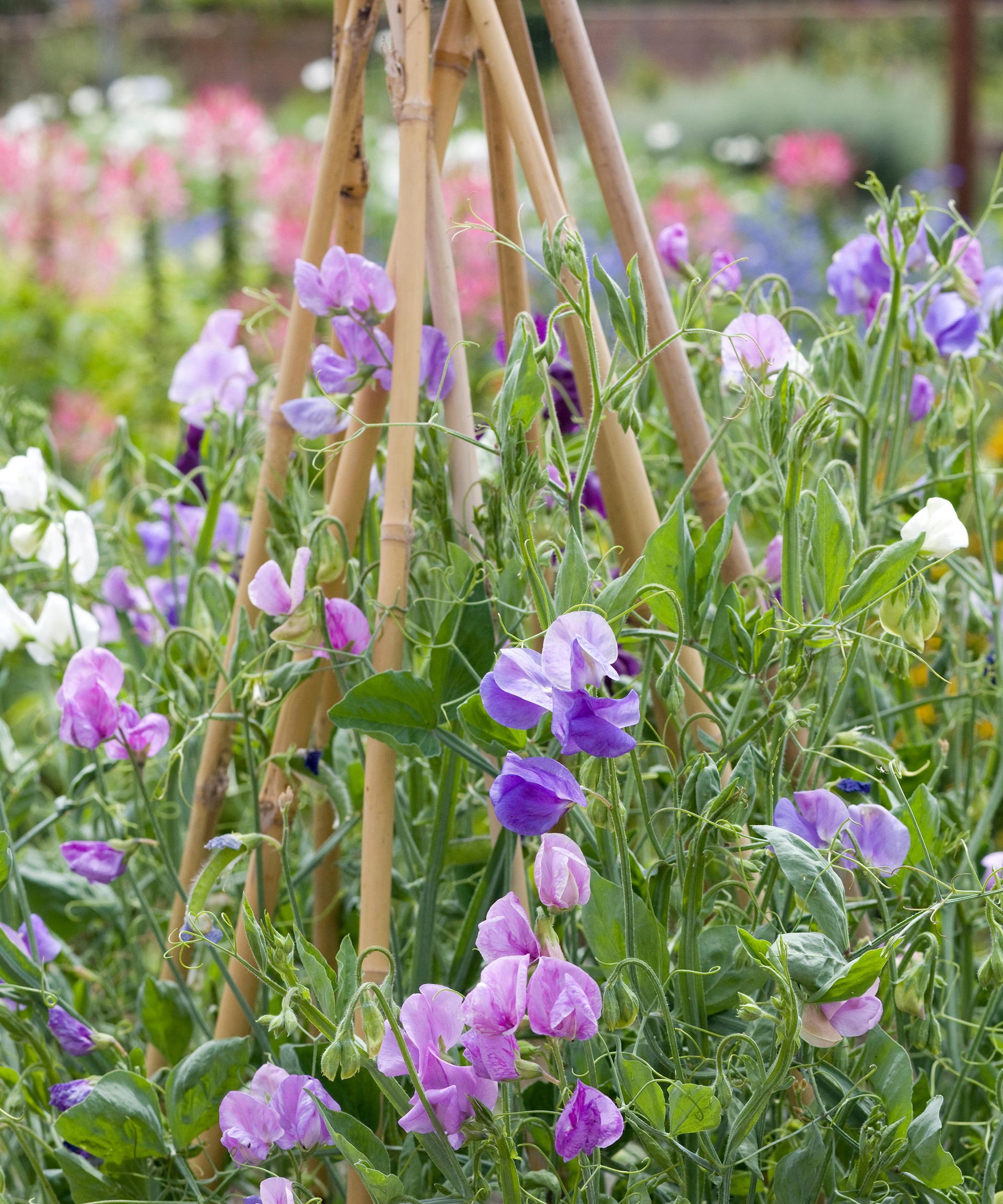 How to grow sweet peas from seed in borders and pots Homes & Gardens