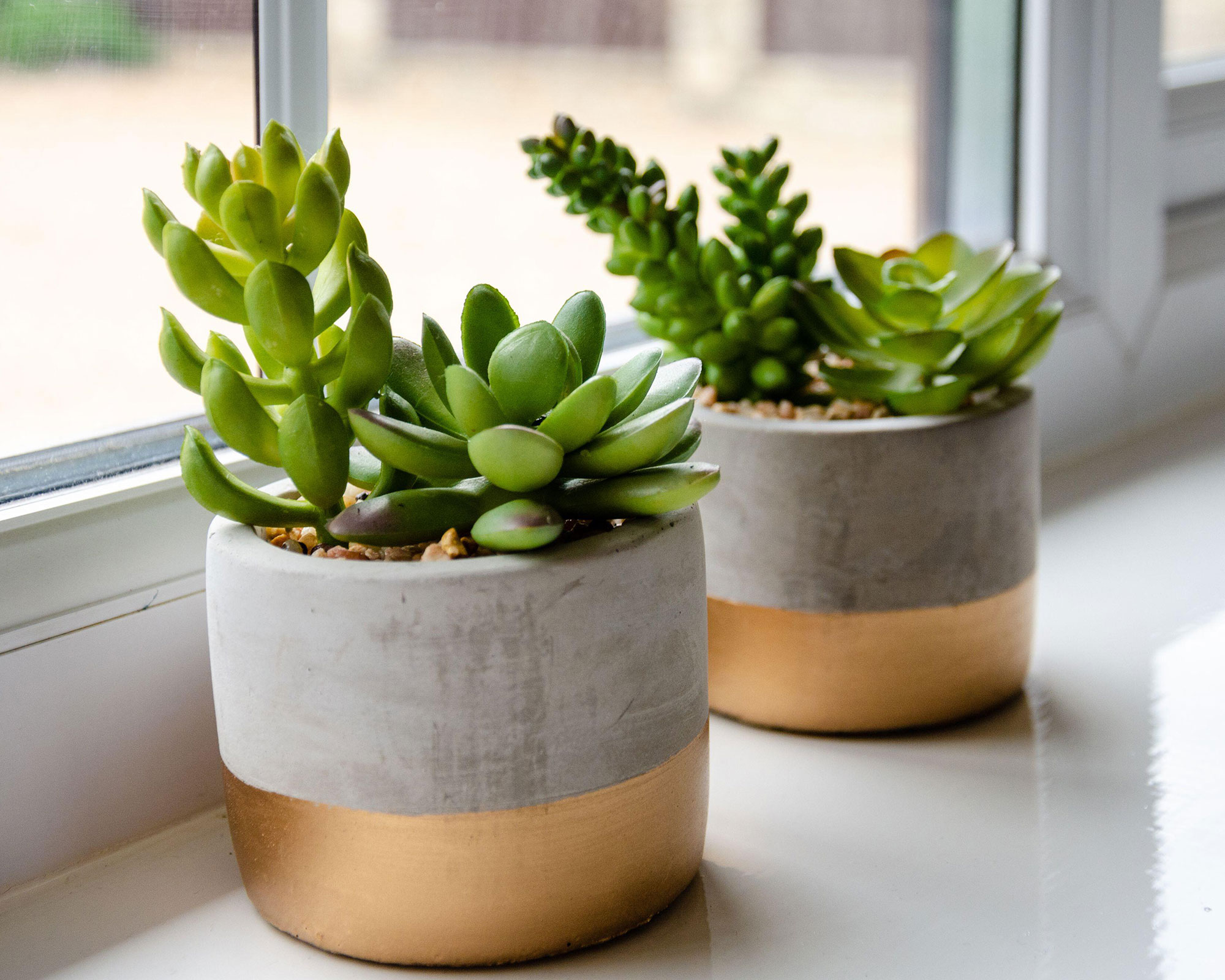 How to revive a succulent in 6 easy steps Gardeningetc