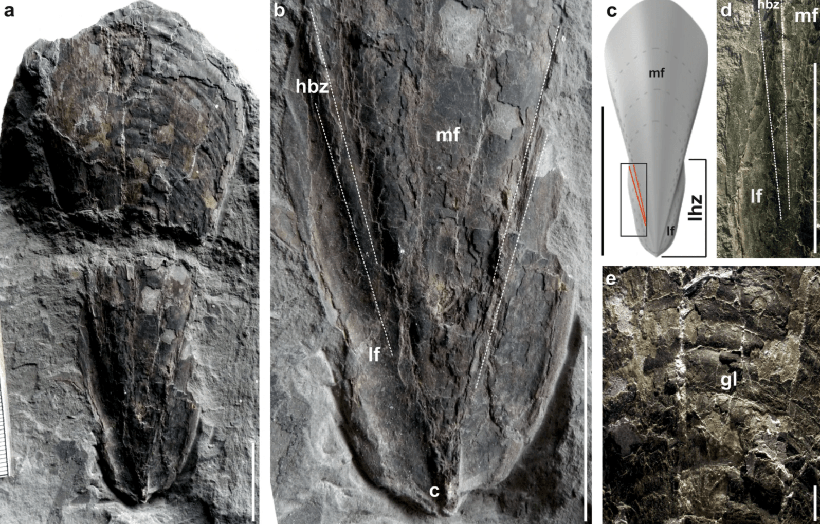 A 30 million-year-old fossil squid discovered outside Budapest.