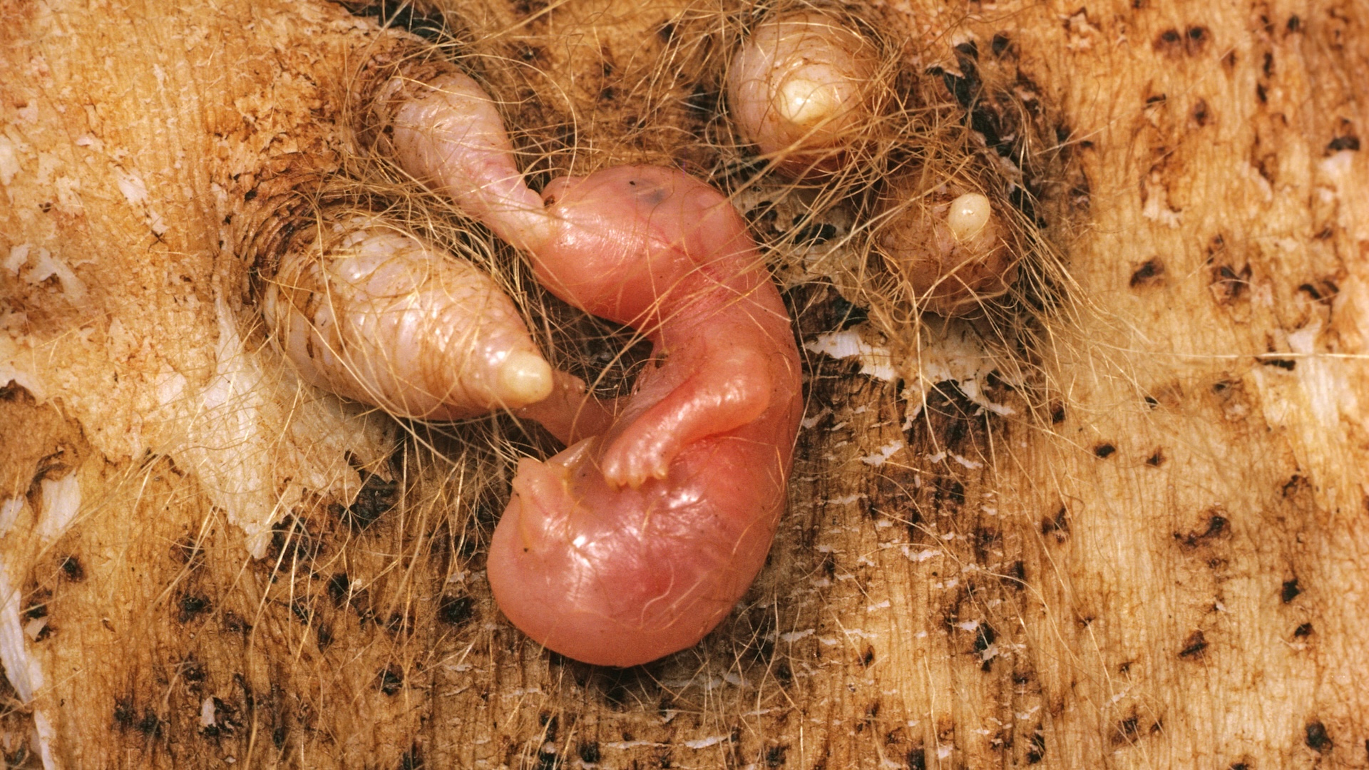 A tiny newborn joey suckles on its mother&rsquo;s nipple