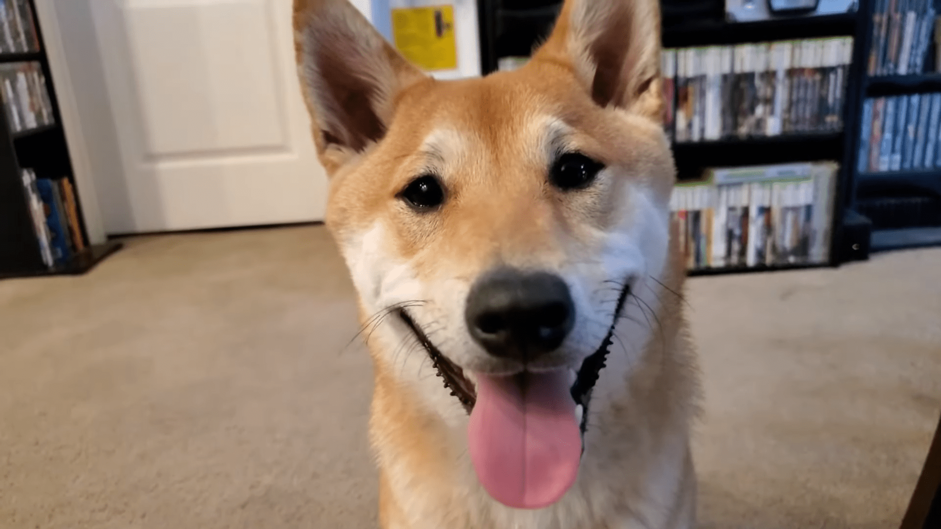 Owner of the world's first speedrunning Shiba Inu reveals how the best