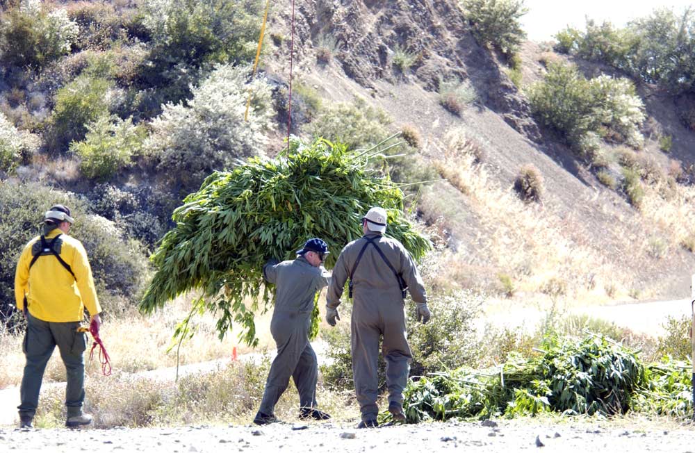 U.S. Forest Service and Santa Barbara Sheriff&rsquo;s Department eradicate a large marijuana operation. Thirty law-enforcement personnel were involved in the joint operation as well as helicopters assigned to the sheriff’s department and the aviation support unit.