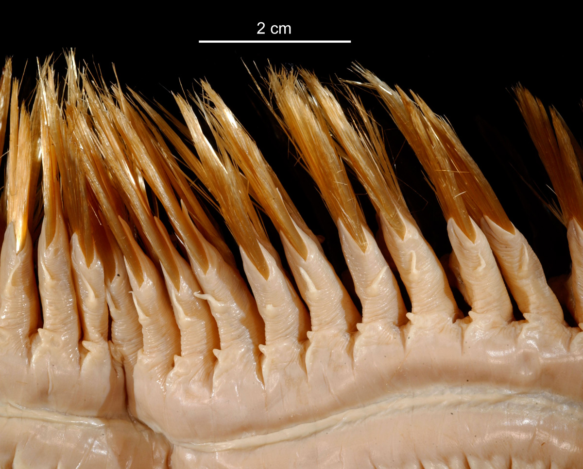 Bristle worm, Eulagisca gigantea.