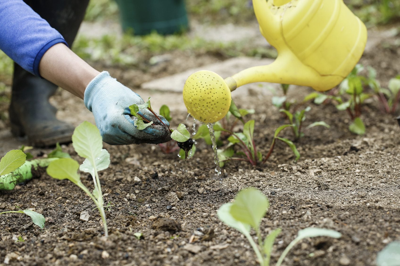 How To Prevent Soil From Drying Out Tips On Retaining Moisture In The Soil Gardening Know How