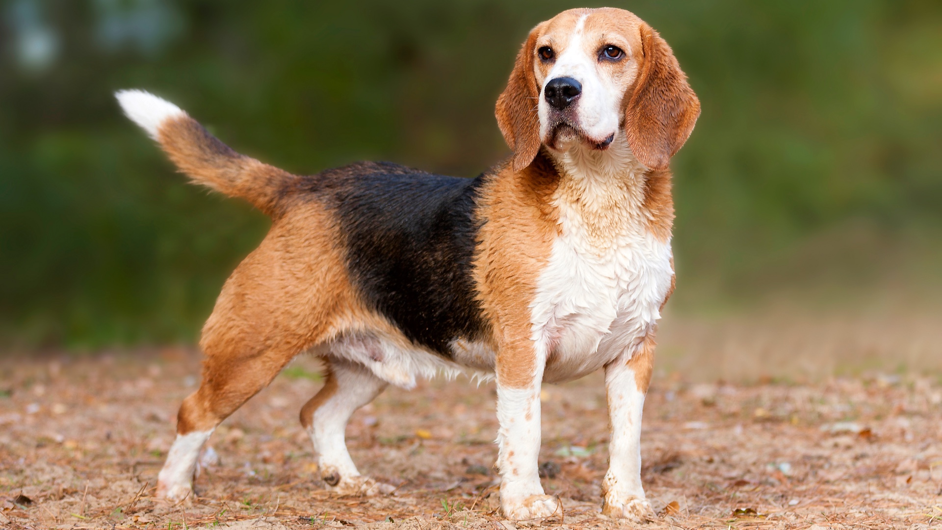 10 best dogs for tracking PetsRadar