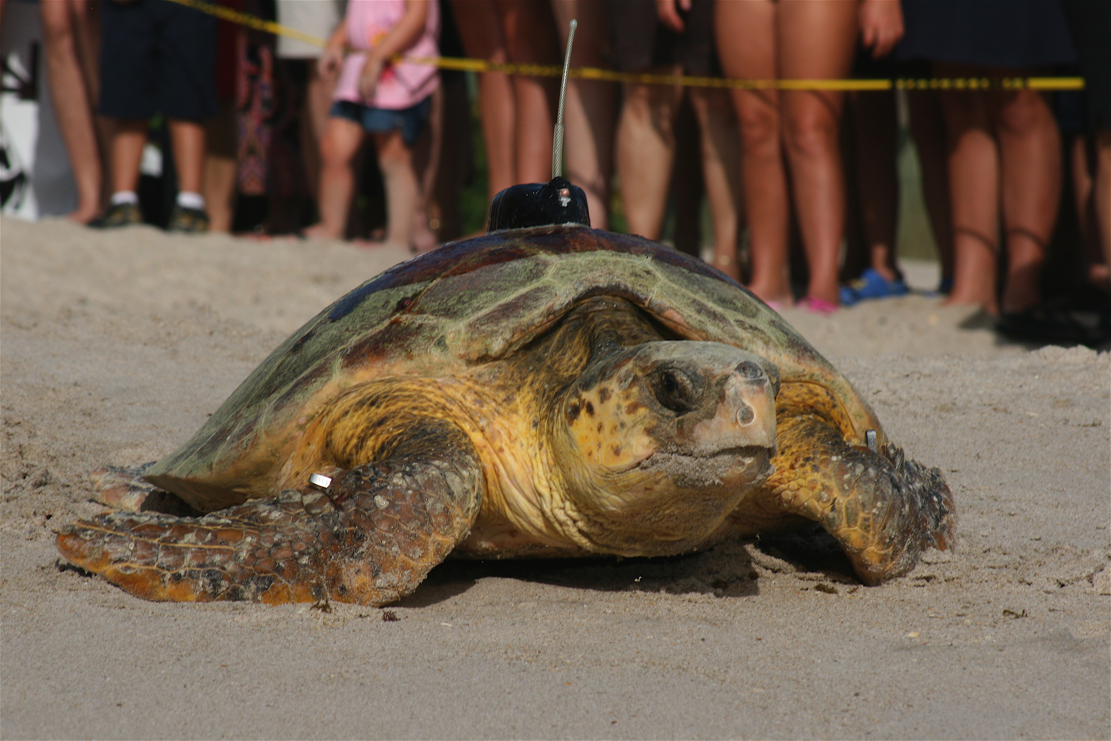 A loggerhead sea turtle with a tag. A new, less expensive technique can be used to track turtles just as accurately, according to a new study.