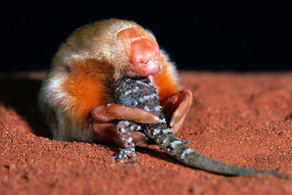 Marsupial mole