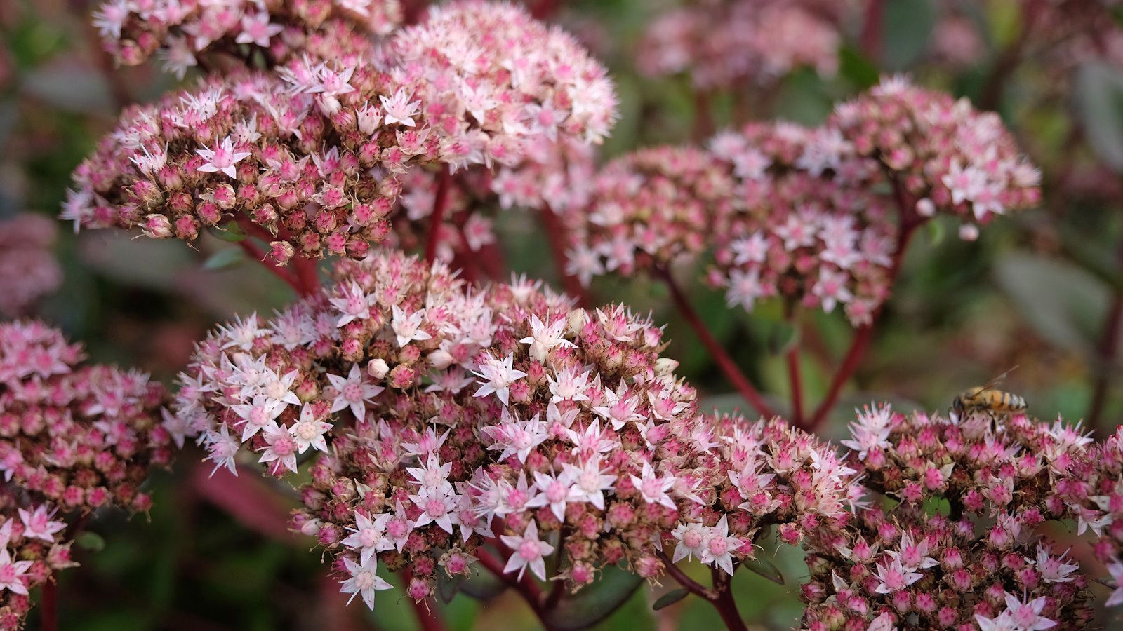 When to cut back sedum for winter time your prune properly Homes