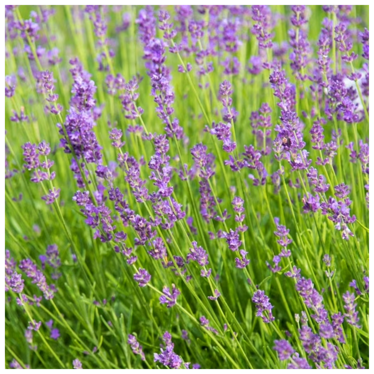 How to Winterize Lavender in 3 Simple Steps Livingetc