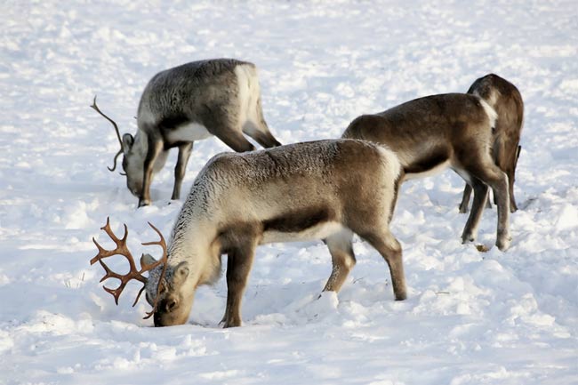 Life at the North Pole