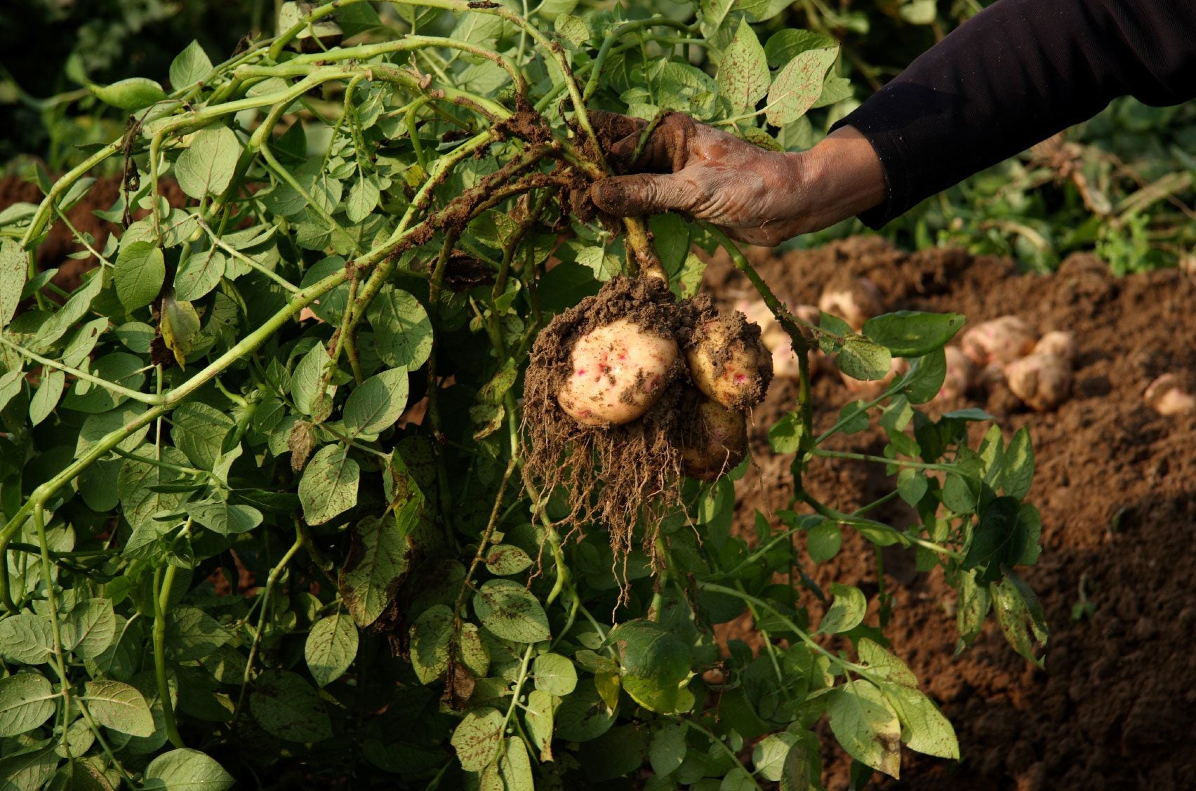 Potato Haulms In Compost How To Compost Potato Plant Haulms