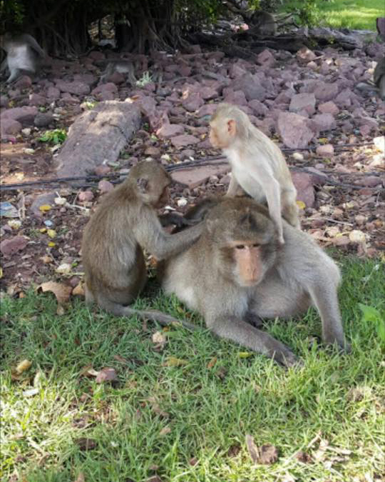 An obese long-tailed macaque in Thailand.