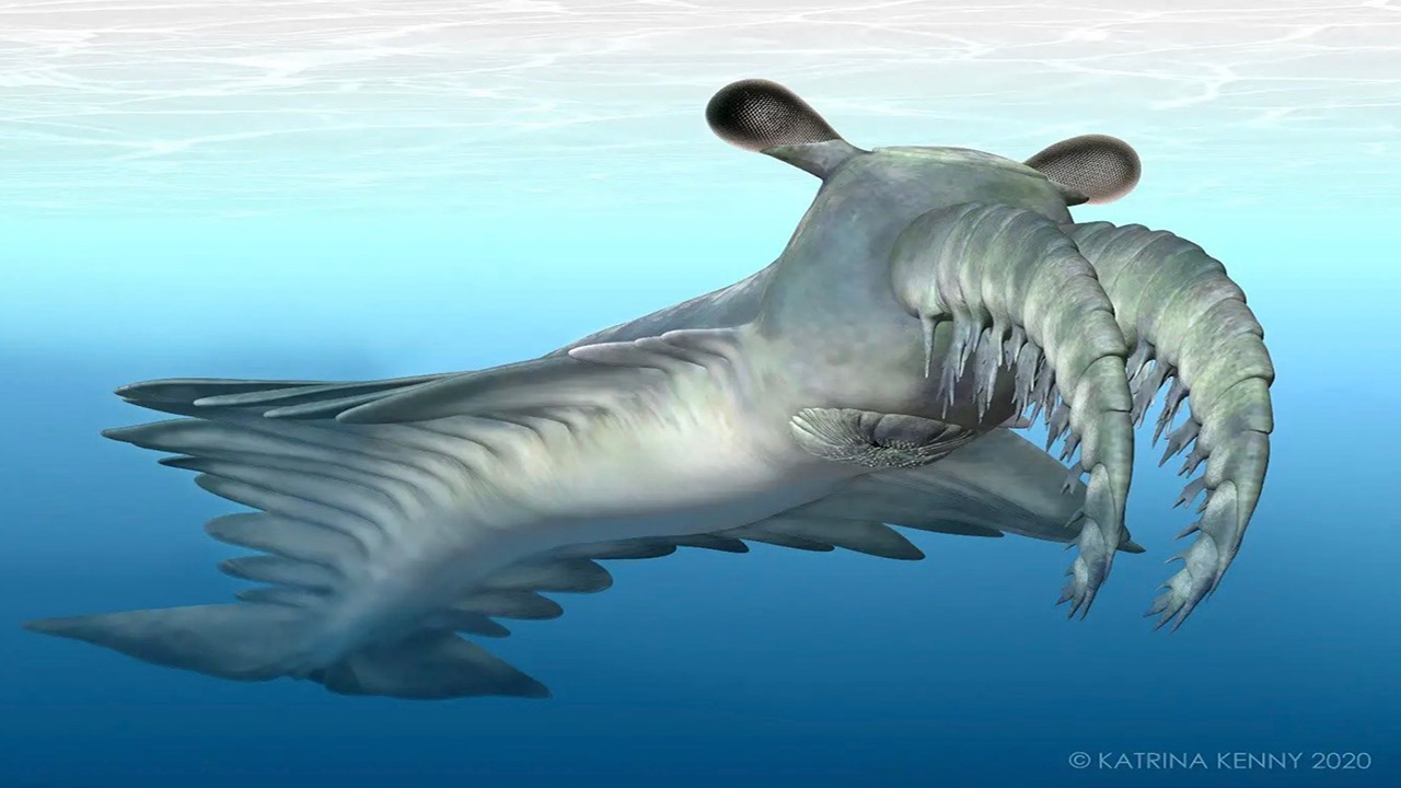 An artist’s depiction of Anomalocaris canadensis. The grey-colored creature is depicted swimming underwater and has a whale-like tail, appendages extending from either side of its long body, and two curved facial spikes on its head