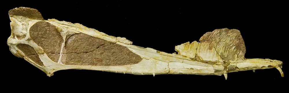 Male Pterosaur Skull