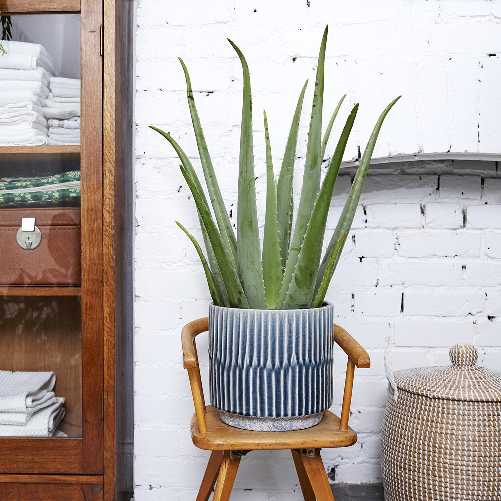 Most popular houseplant in UK revealed are you a fan? Ideal Home