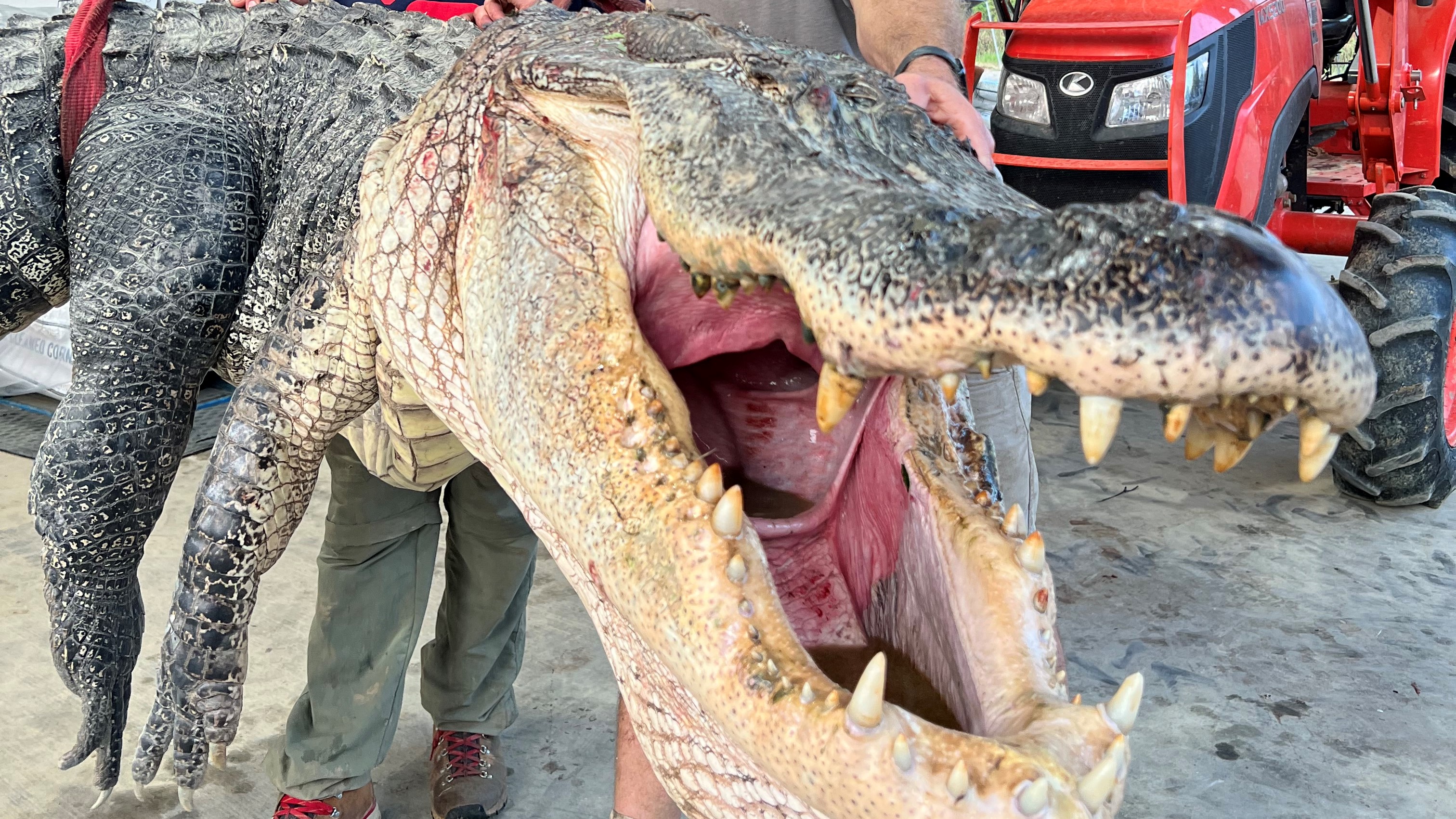 We see a close-up photo of the alligator&rsquo;s open mouth.