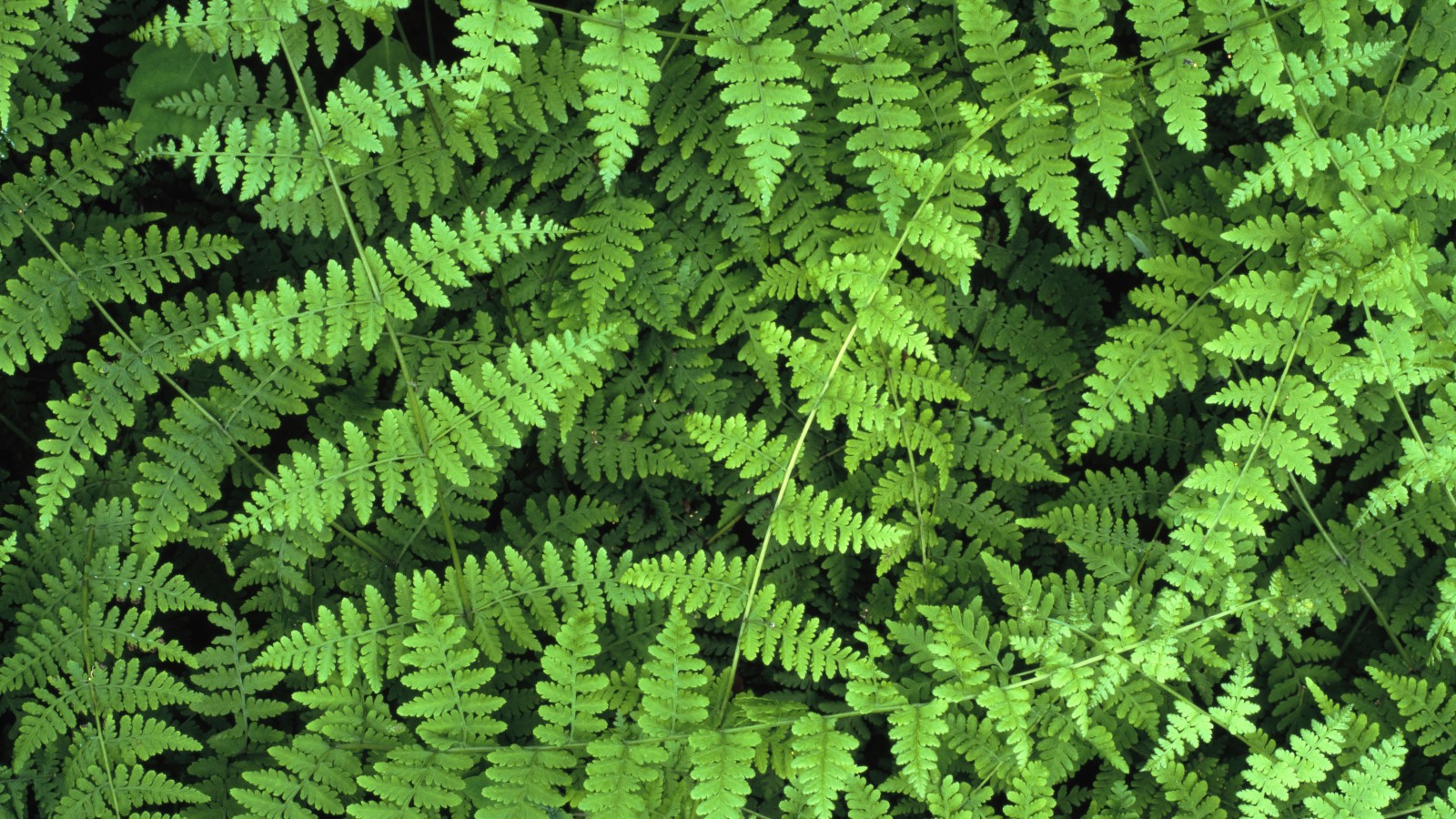 Why is my fern turning brown? 6 reasons fronds show…