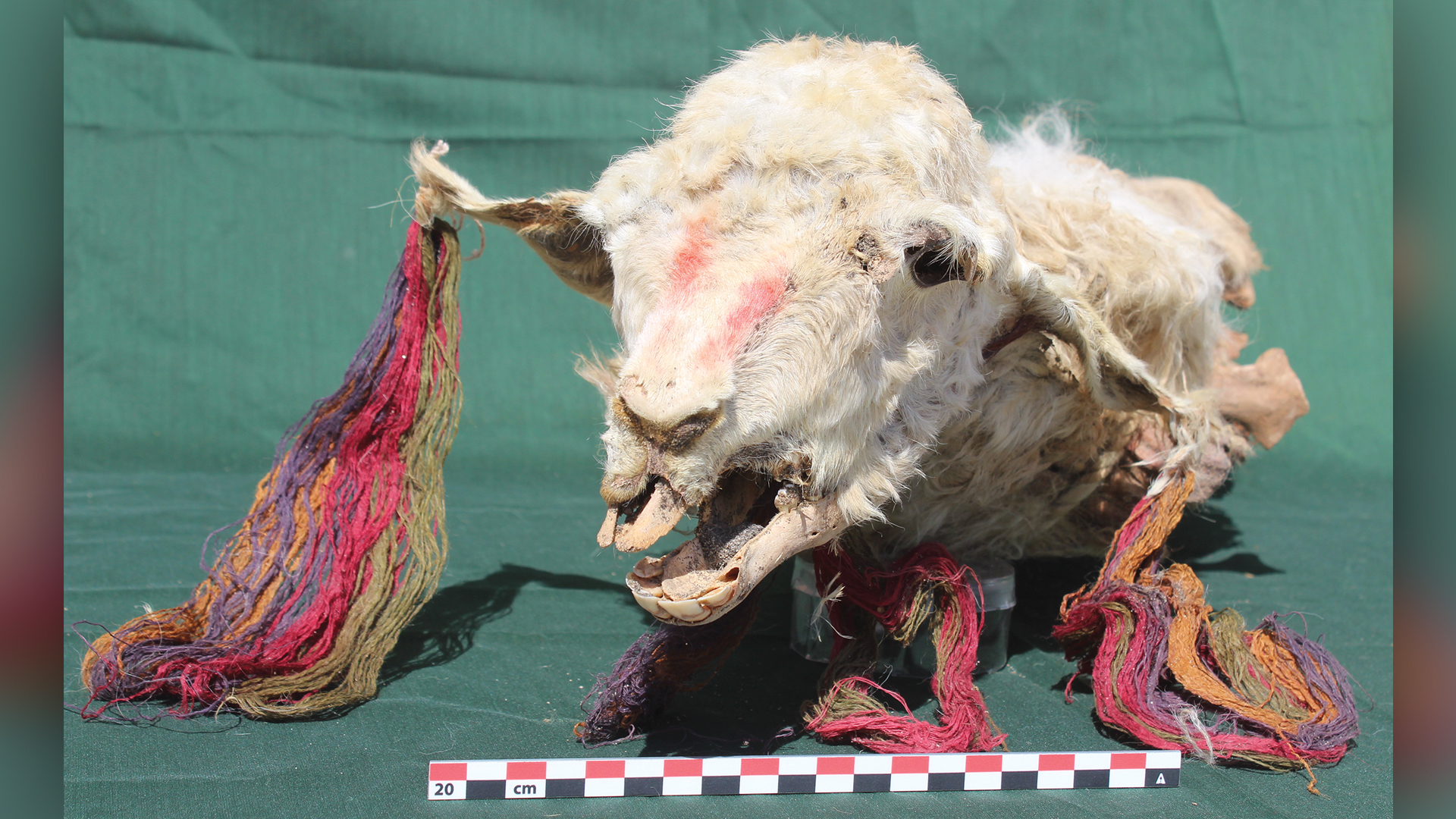 The sacrificed llamas were adorned with colored string earrings and necklaces.