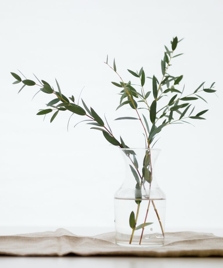 Using eucalyptus to keep insects out of the house naturally Homes & Gardens