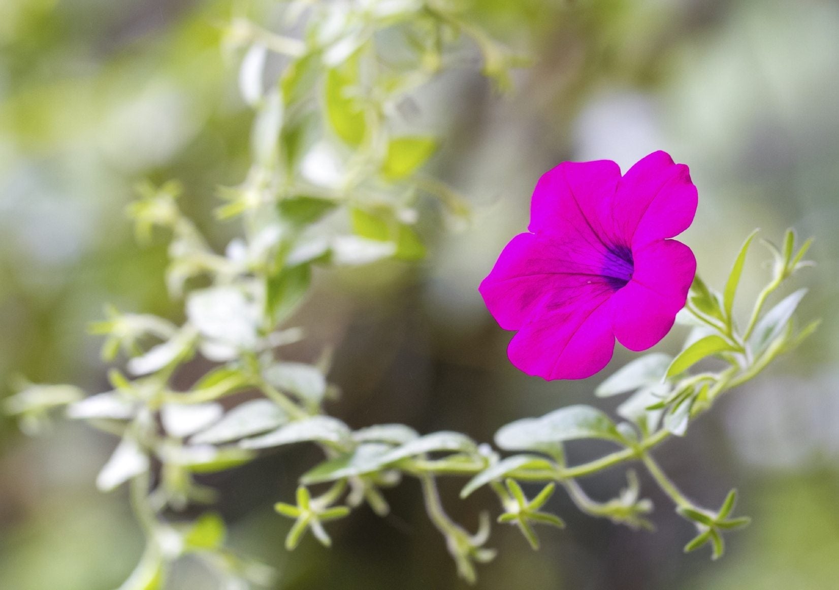 How Do I Make My Petunias Fuller Tips On Preventing Leggy Petunias