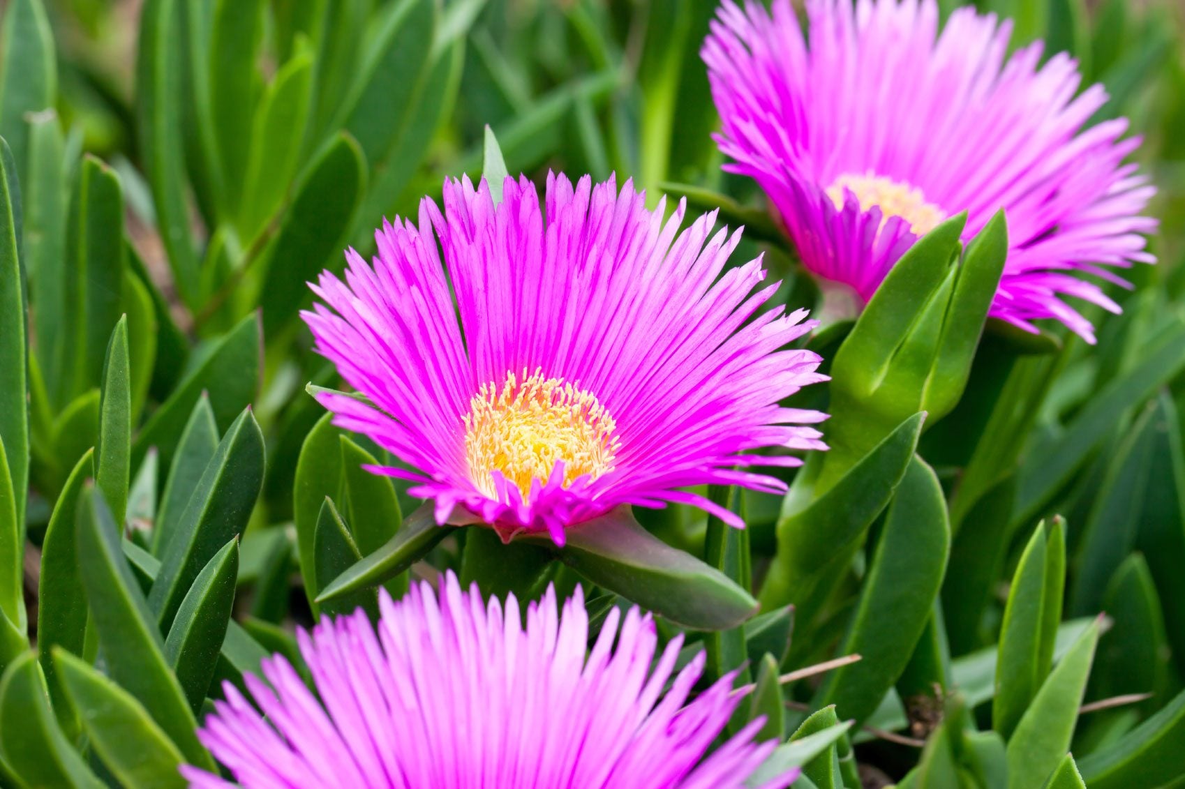 Growing Ice Plant Flowers How To Grow A Hardy Ice Plant Gardening