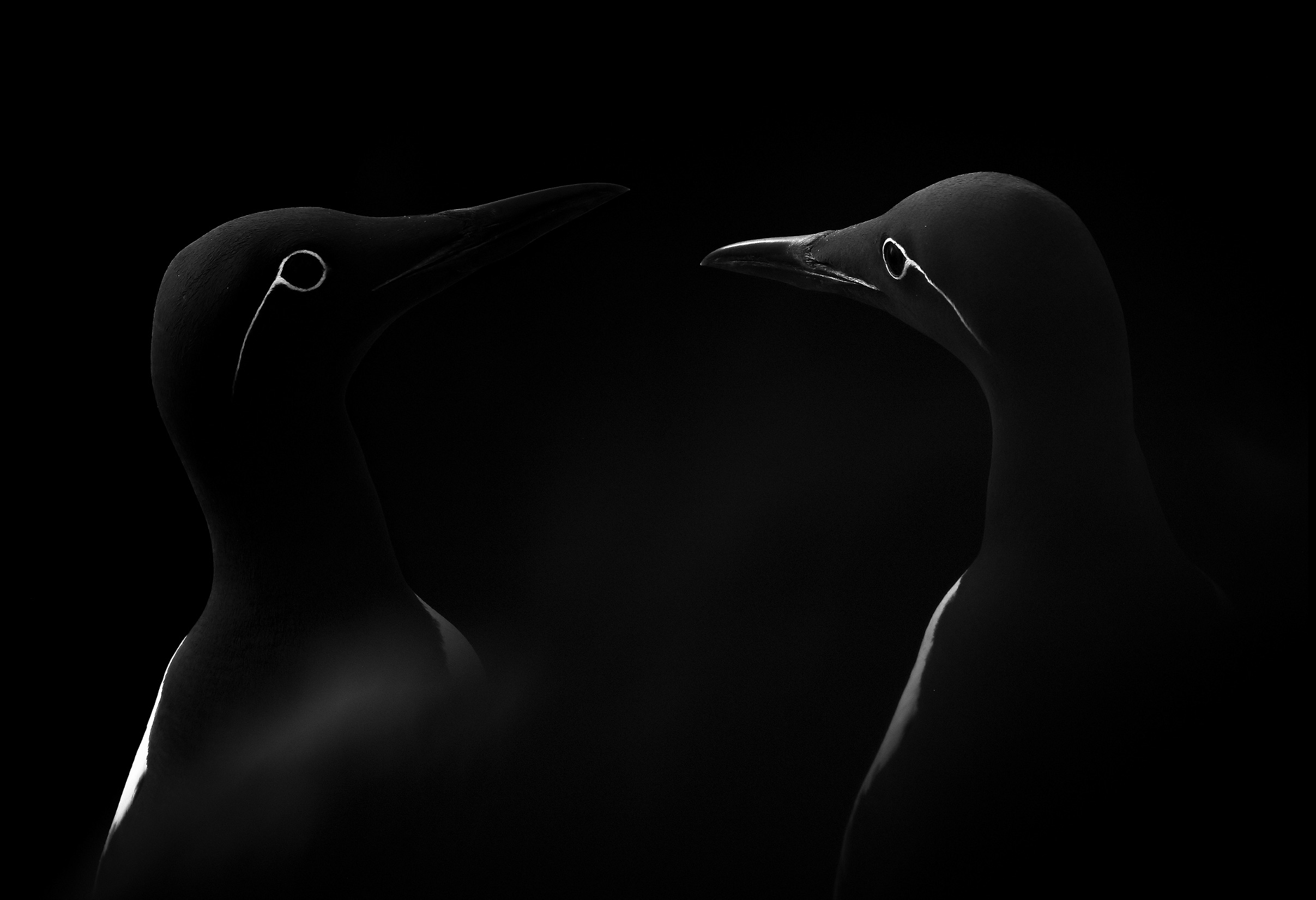 dark birds, Sony World Photography Awards