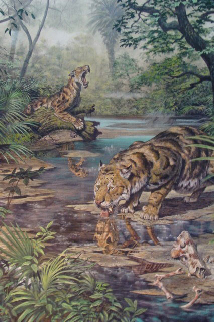 illustration shows a newly discovered type of saber-toothed cat at a pool of water