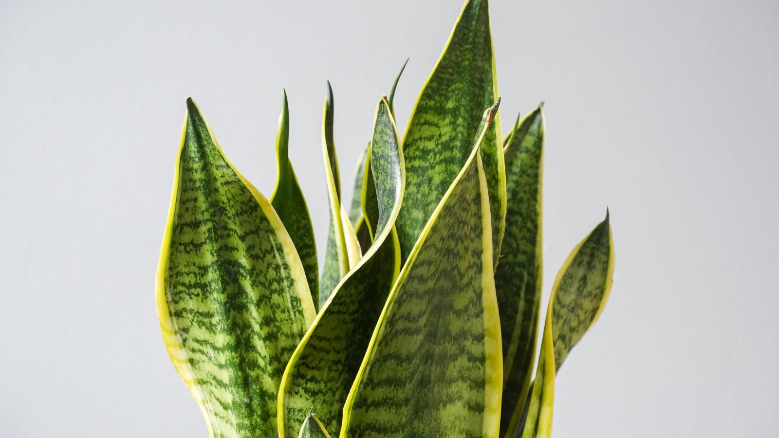 How to prune a snake plant expert tips for simple cuts Homes and