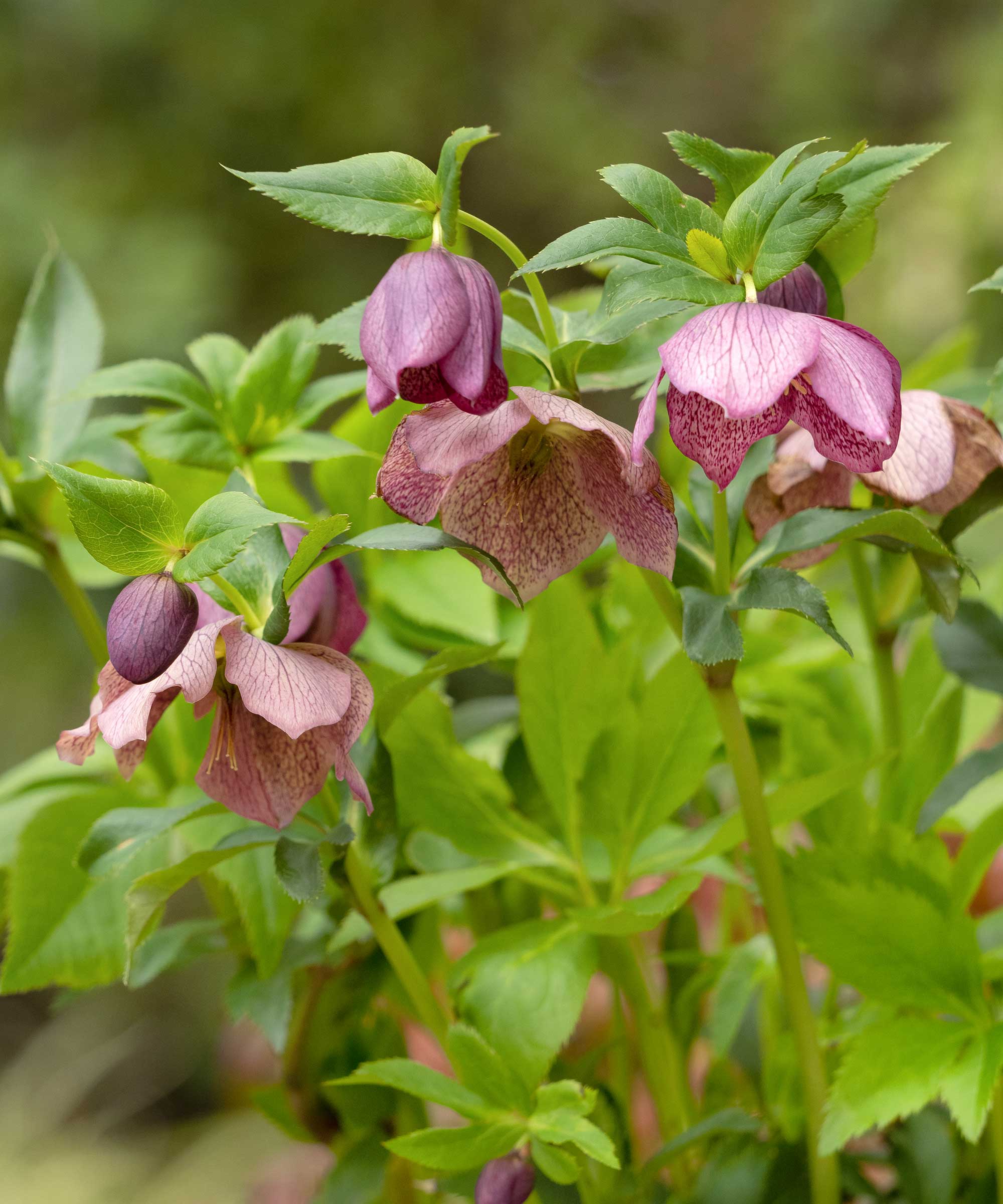 Are hellebores poisonous to pets? Expert advice Homes & Gardens