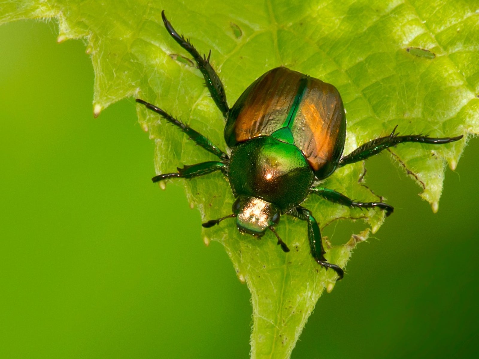 Information On Plants That Deter Japanese Beetles And Plants Japanese Beetles Avoid Gardening