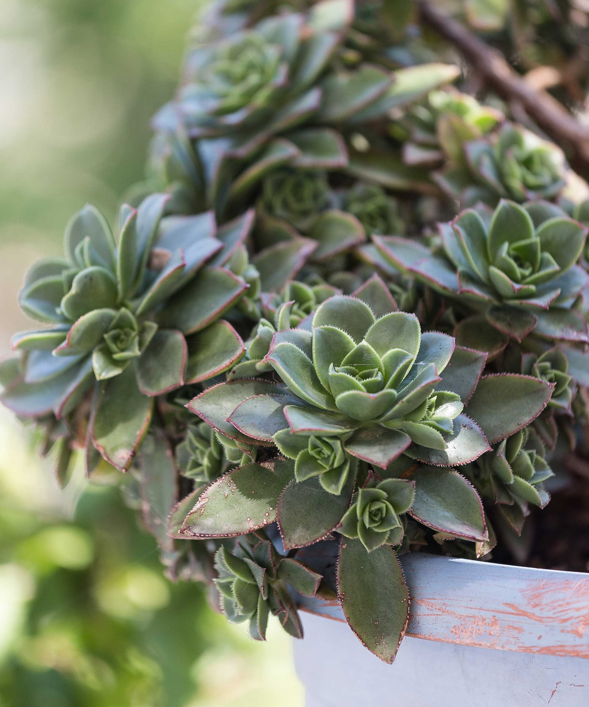 How to revive a succulent in 6 easy steps Homes & Gardens