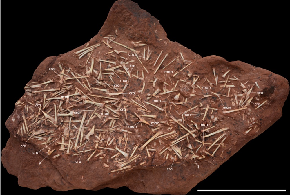 bone bed of pterosaurs