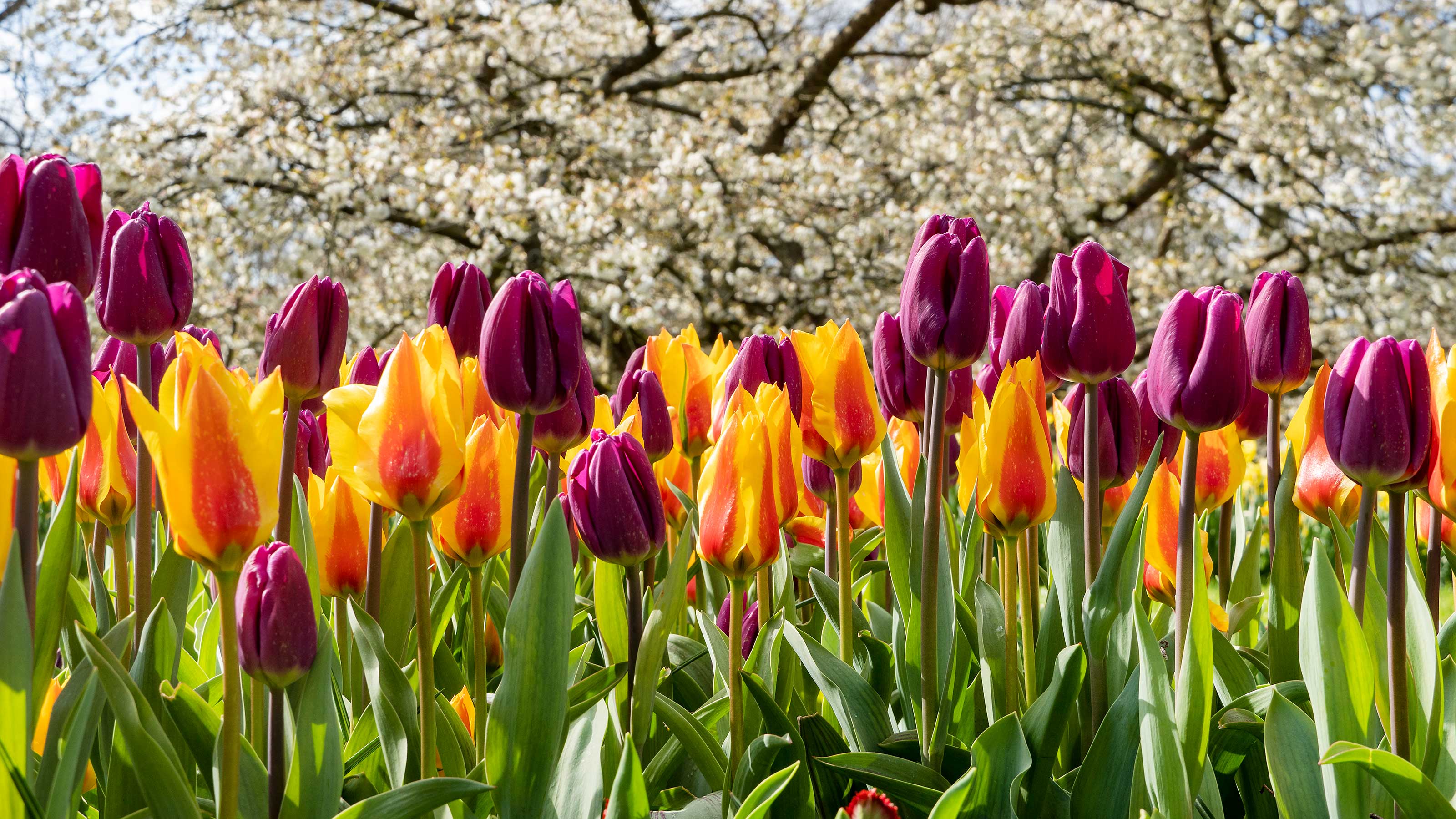 How and when to plant tulip bulbs expert advice on growing these