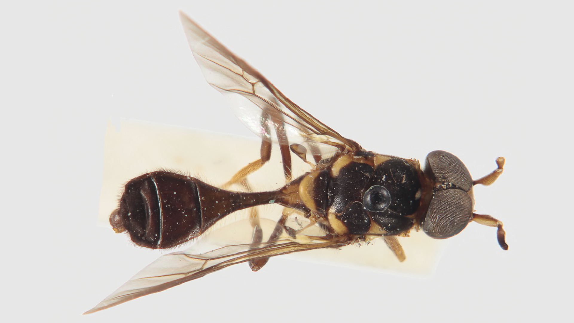 A close-up of a southeast asian soldier fly