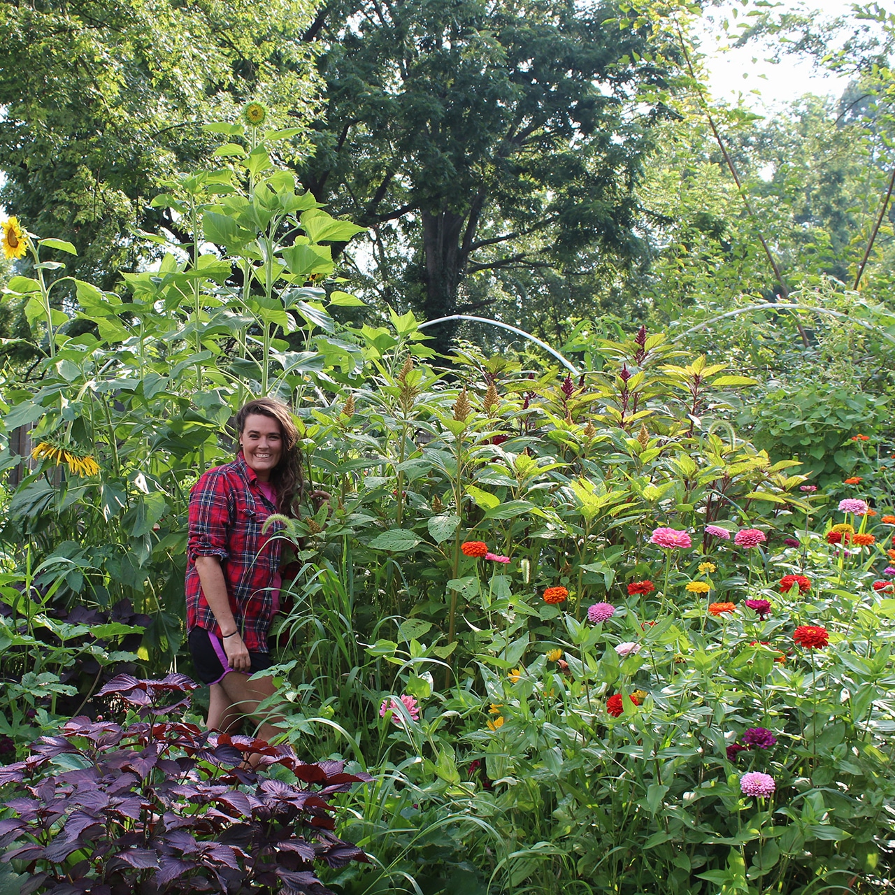 Can You Split Mums? How To Divide The Fall Garden Favorites Gardening