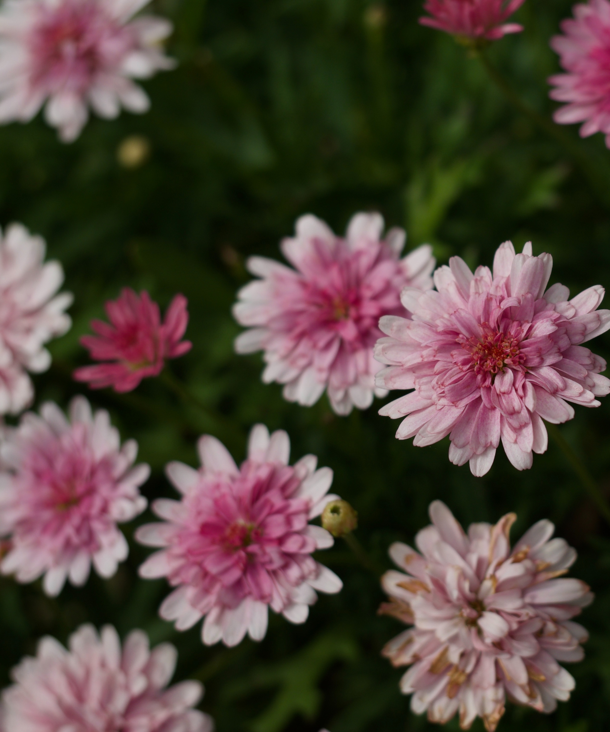 Experts reveal that chrysanthemums can deter ants here's how Homes
