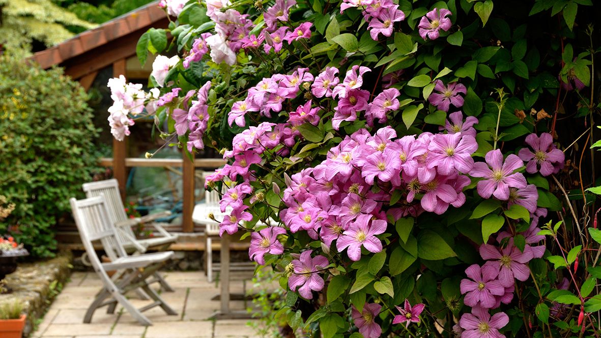 How to grow clematis the best climbing flowers for your