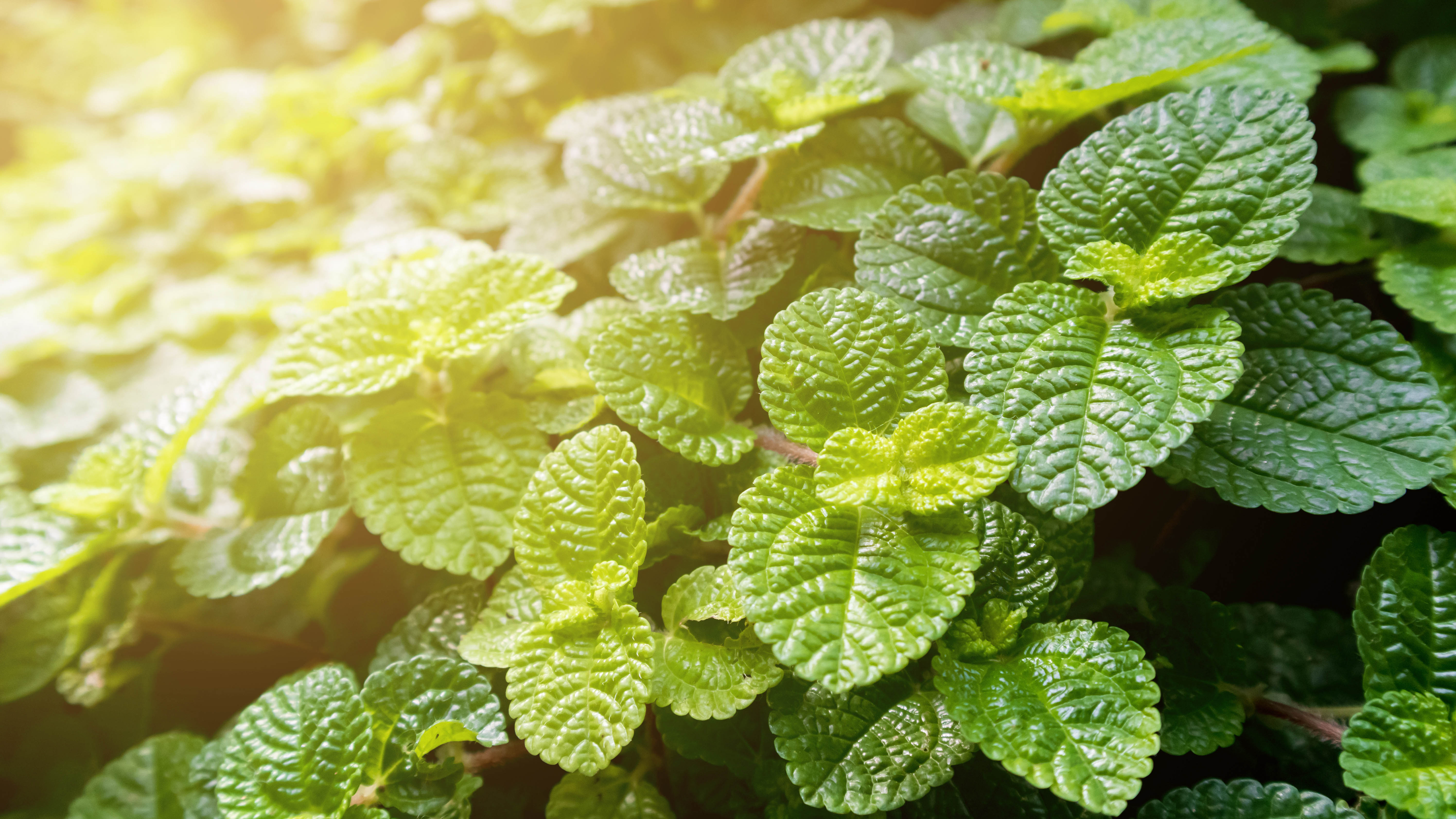 7 plants that repel squirrels and keep them out of your yard Tom's Guide