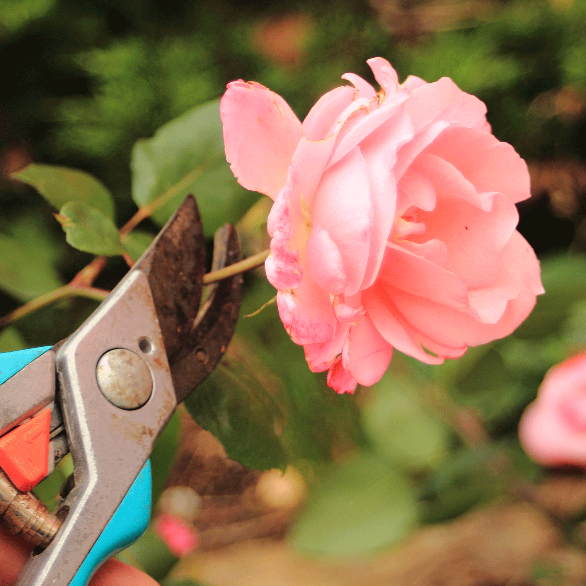 How to deadhead roses the trick to keep your roses blooming Ideal Home