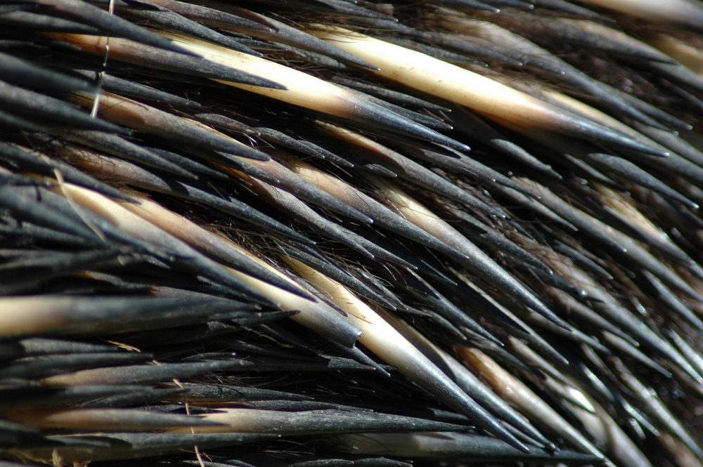 Echidnas are covered with hollow quills.