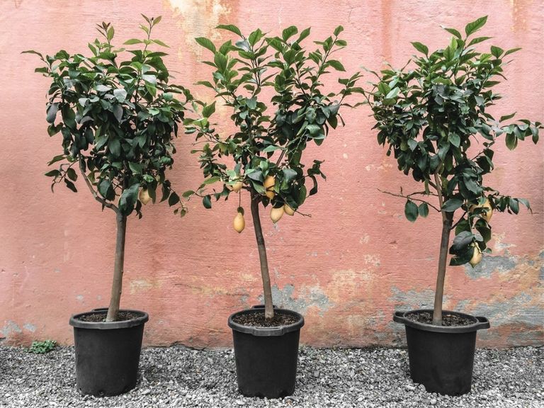 Best Small Fruit Trees For Southern California at Daniel Babcock blog