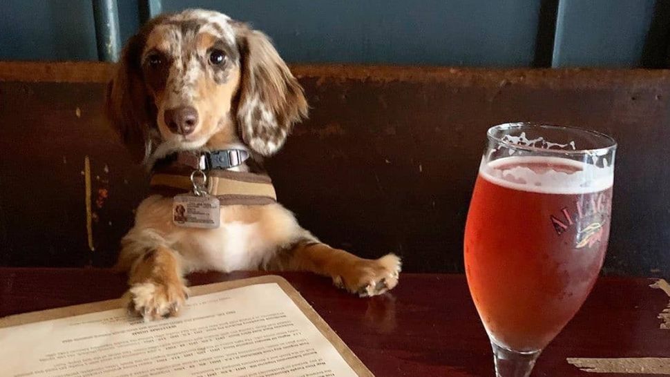 Help save the best dog friendly bar in NYC PetsRadar