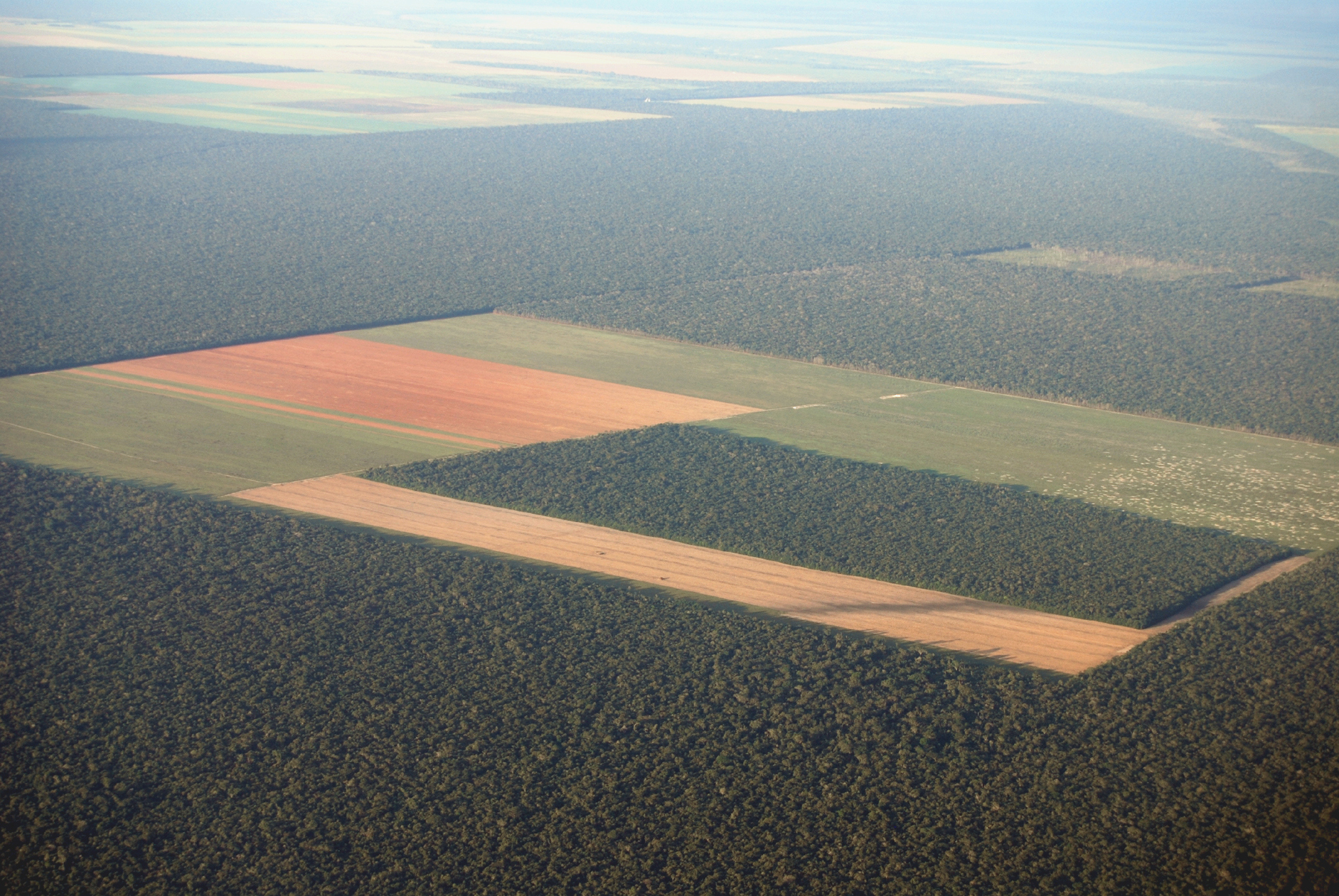 Large rectangular areas of land cleared of rainforest, with the amazon rainforest surrounding it