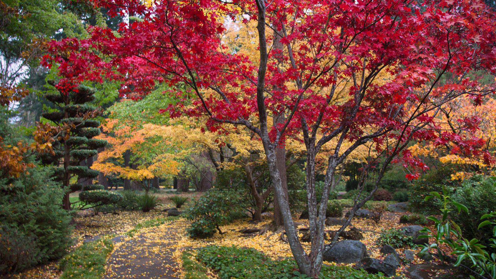 Where to plant a Japanese maple tree Livingetc