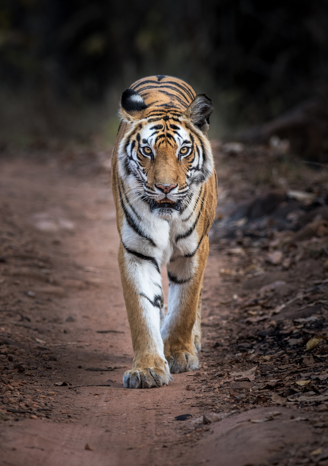India&rsquo;s Bandhavgarh Tiger Reserve