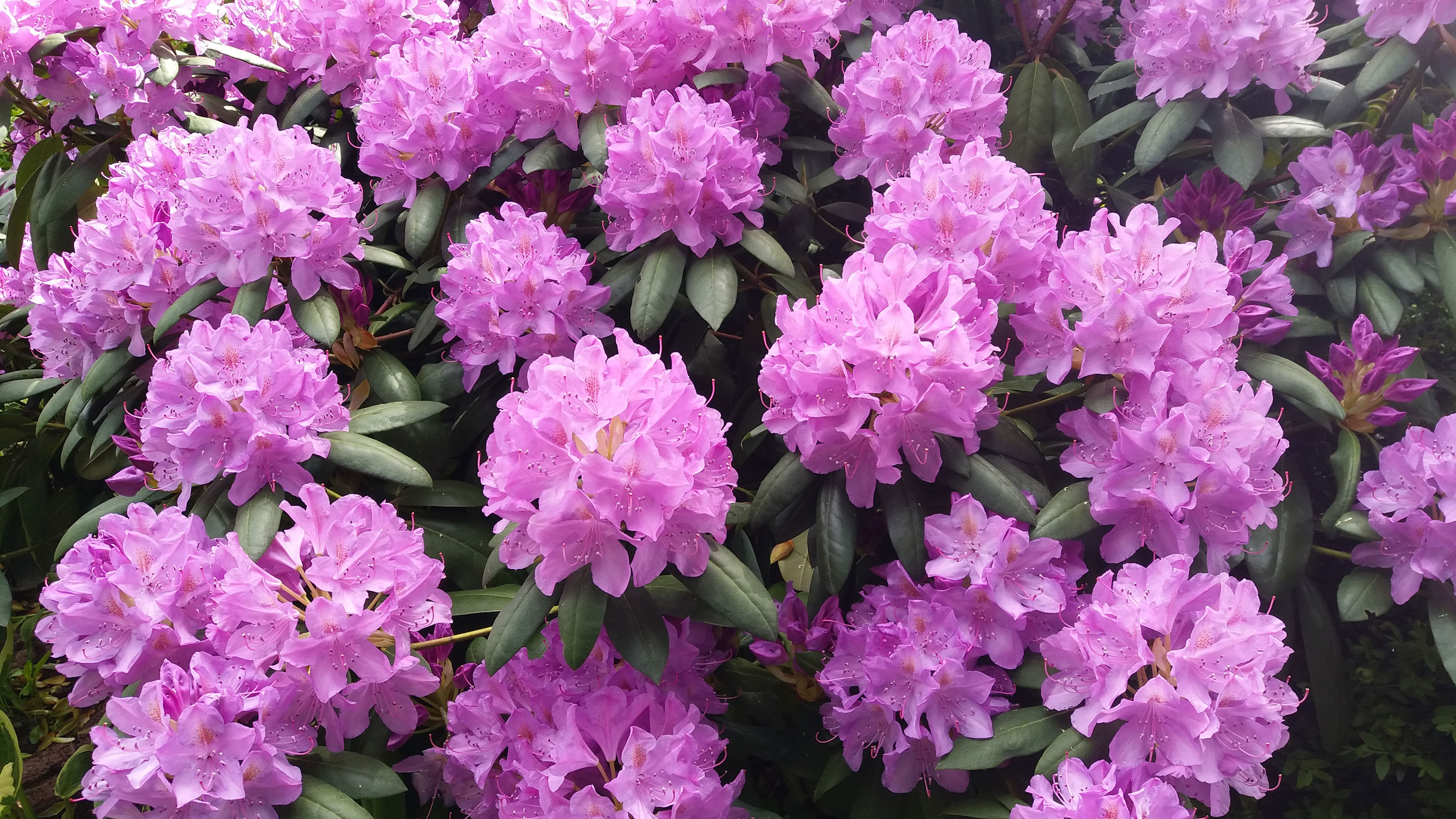 Should you deadhead rhododendrons? Experts weigh in Ideal Home