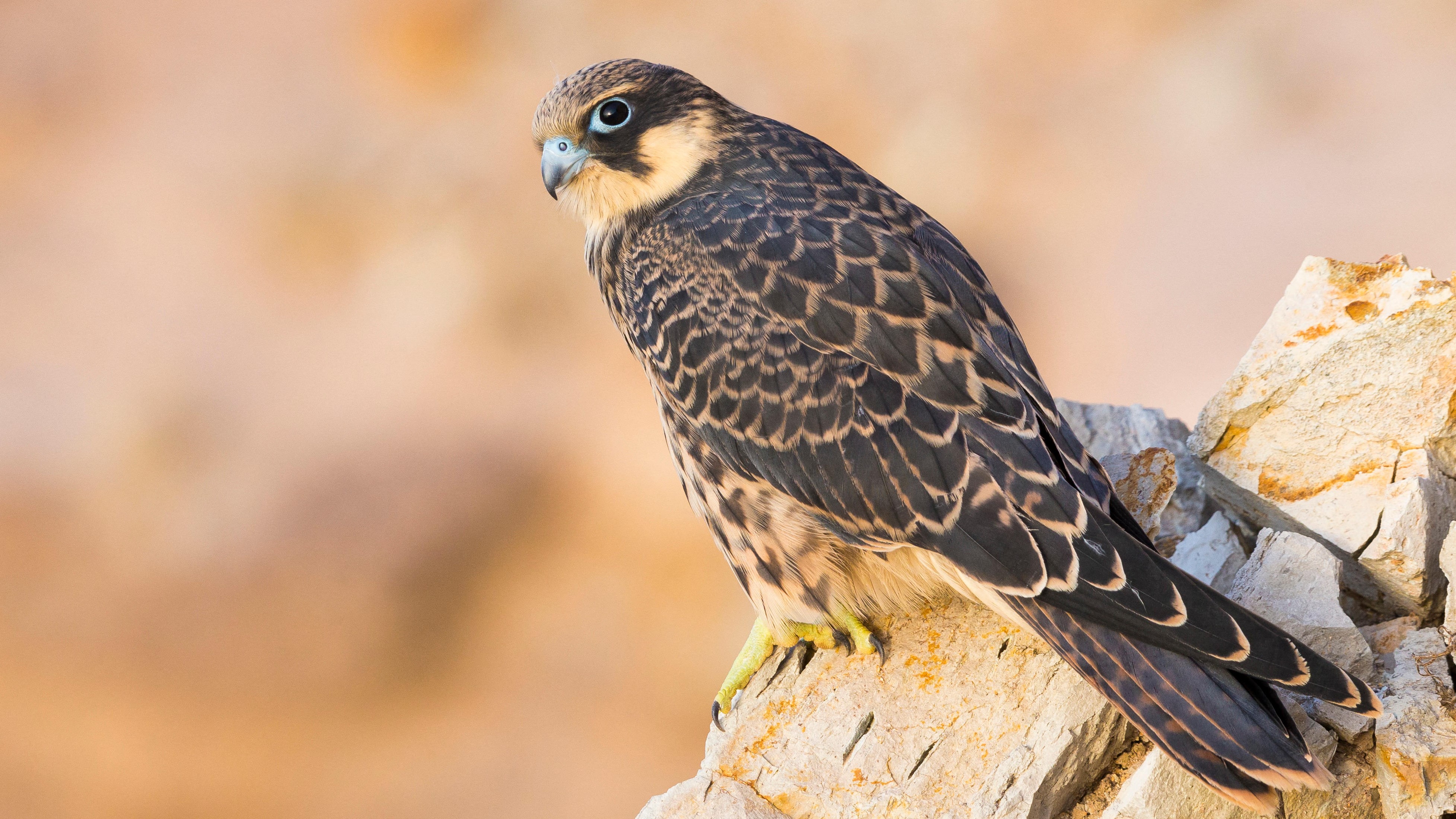 Eleonora�s falcon perched on rocks with an orange hue