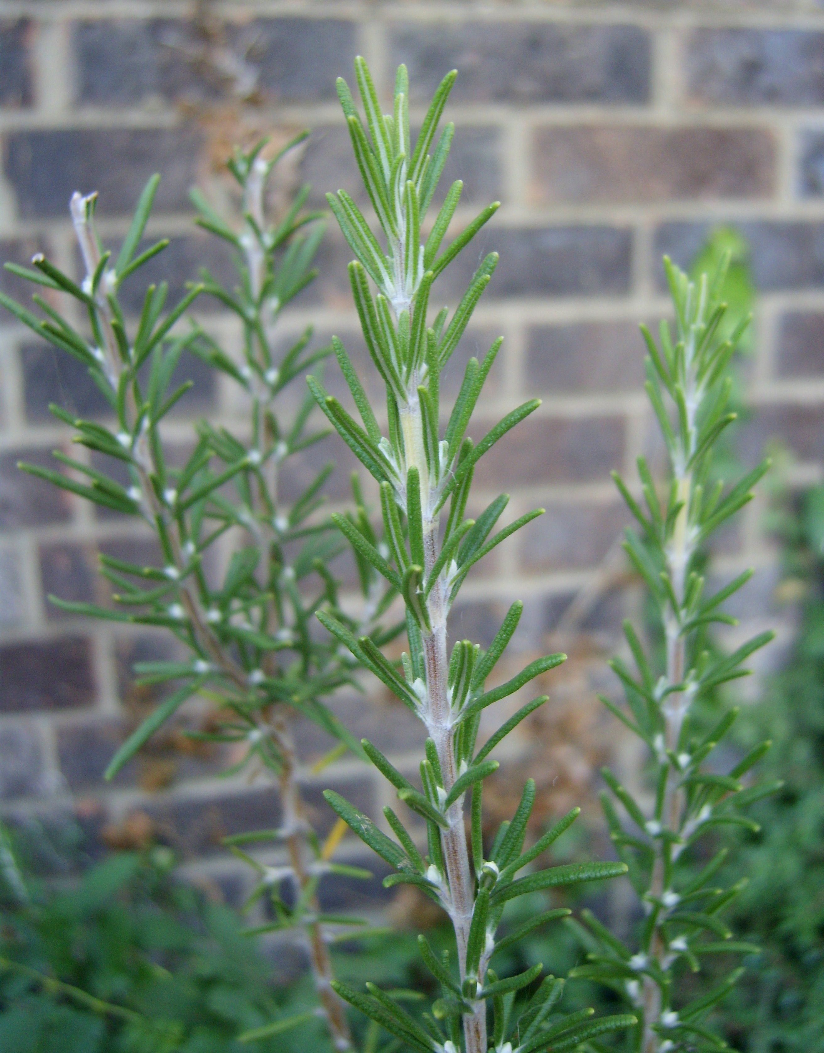 How To Grow And Care For Rosemary Plants Gardening Know How