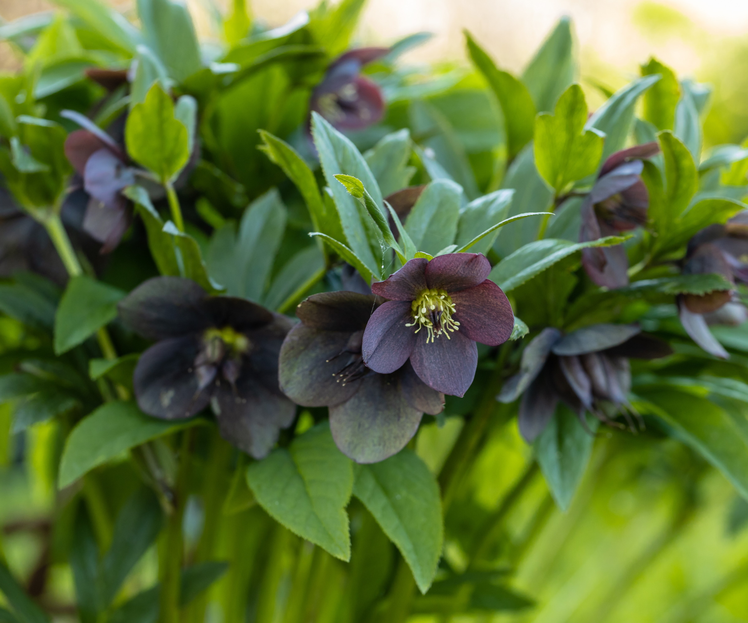 Where to plant hellebores expert advice for a…