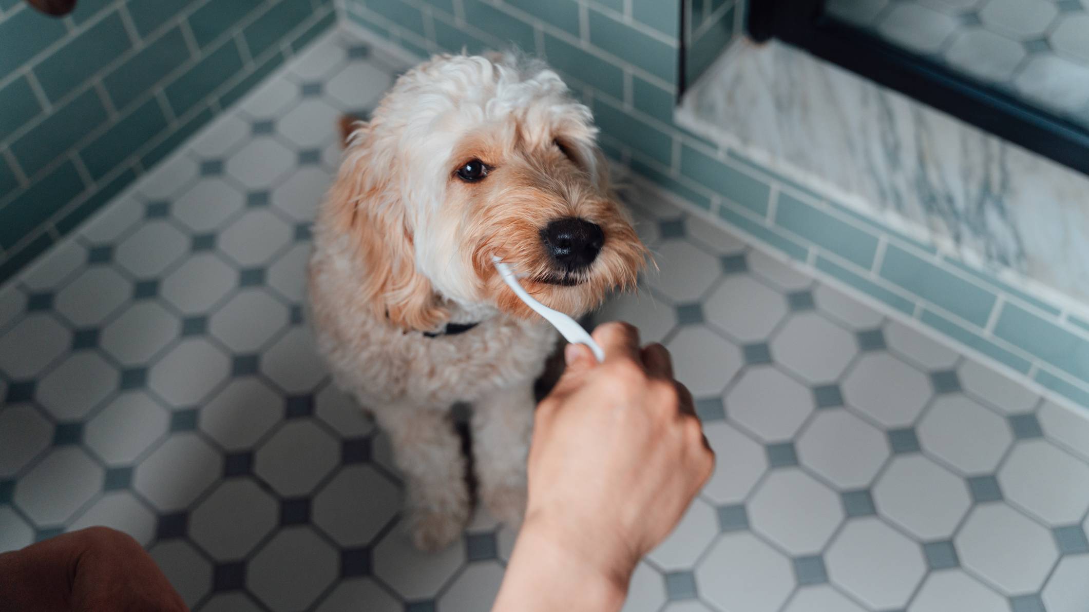 Best toothbrush for dogs For a fresh, clean, healthy mouth PetsRadar